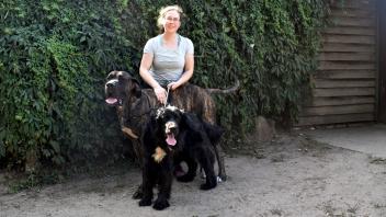 Tierheim-Mitarbeiterin Franceska Jeschke kümmert sich jetzt um Dogge Pluto und Mischlings-Hündin Mascha. Beide sollen aber bald ein neues Zuhause bekommen. 