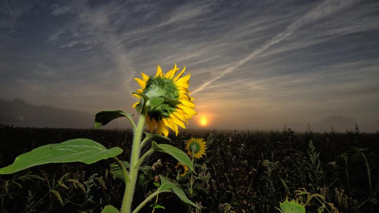 Immer der Sonne zugerichtet: Sonnenblumen nahe Lübtheen. 

