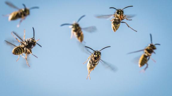 Wespen schwirren durch die Luft. Foto: Frank Rumpenhorst/dpa/dpa-tmn