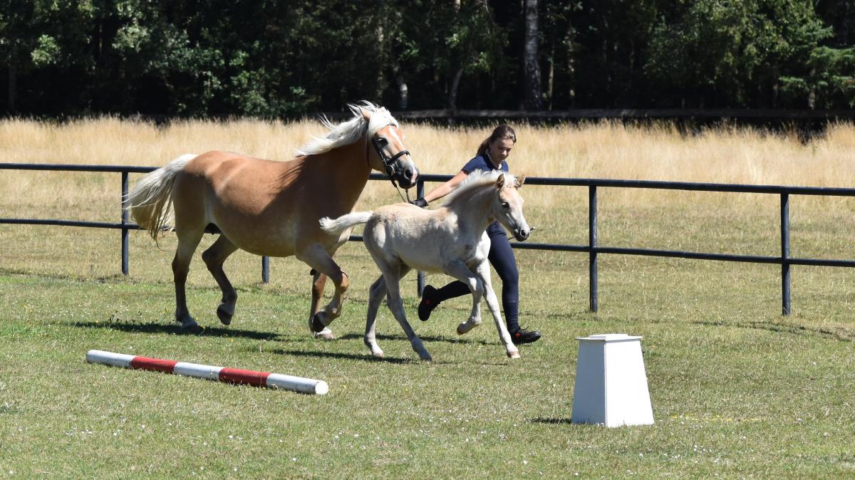 Pony-Park Padenstedt: Über 60 Fohlen haben ihren Pass bekommen | SHZ