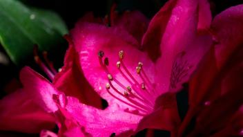 ARCHIV - So eine schöne Rhododendronblüte! Damit das so bleibt, hält man besser die Rhododendronzikade von der Pflanze fern. Foto: Franziska Gabbert/dpa-tmn