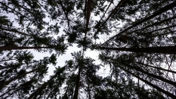 ARCHIV - Baumkronen im Wald mindern zwar die gefährliche UV-Strahlung, dennoch ist Sonnenschutz beim Spaziergang unter Bäumen notwendig. Foto: Jens Büttner/dpa
