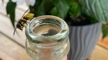 Vorsicht beim Trinken! Wespen werden von süßen Brausen angelockt.