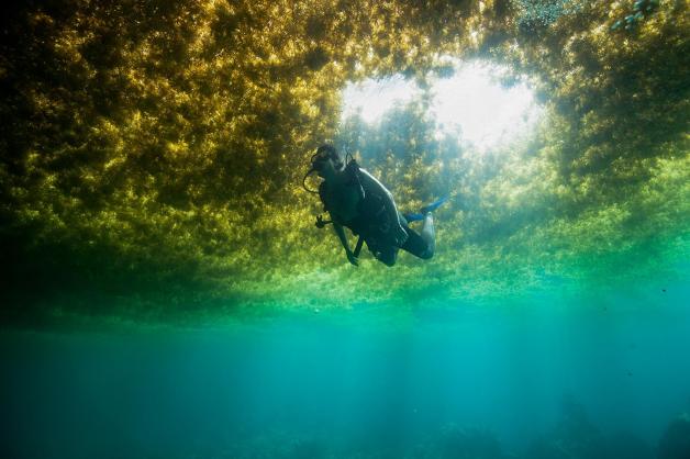 Seegrasplage führt zu riesigen Teppichen aus Algen, die an der Oberfläche schwimmen. Seegrasplage führt zu riesigen Teppichen aus Algen, die an der Oberfläche schwimmen.