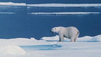 ARCHIV - Ein Eisbär steht auf einer Eisscholle bei Spitzbergen. (Archivbild) Foto: -/PRESSENS BILD/dpa