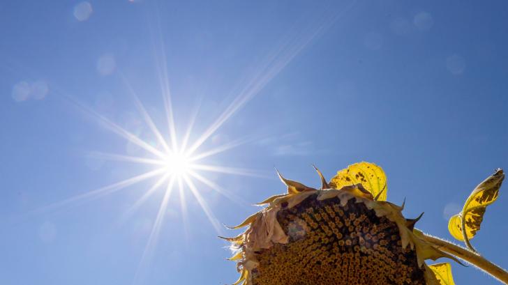 Hitzewelle in Deutschland Die Sonne scheint am 06 08 2018 über einer vertrockneten Sonnenblume auf
