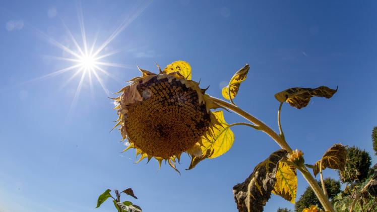 Hitzewelle in Deutschland Die Sonne scheint am 06 08 2018 über einer vertrockneten Sonnenblume auf