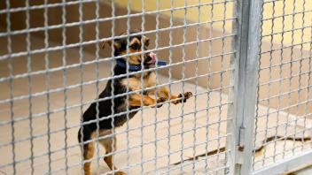 PRODUKTION - Ein Hund steht in seiner Box im Tierheim Nürnberg. Haustiere aus der Corona-Zeit bevölkern die Tierheime. Foto: Daniel Löb/dpa