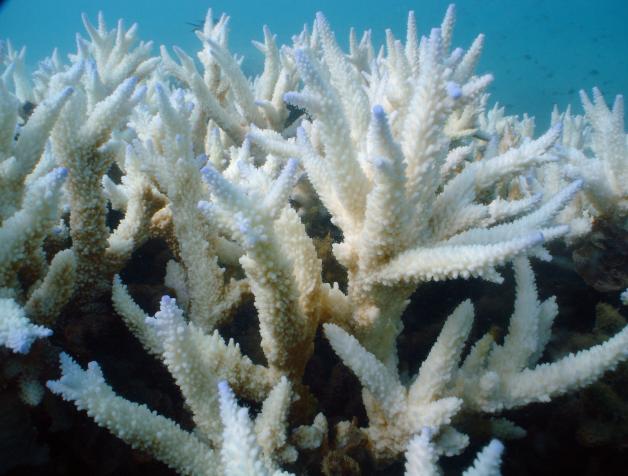 Wenn die Korallen geschwächt sind, verlieren sie ihre prachtvollen Farben und werden fahl und weiß.
