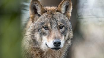ARCHIV - Ein Wolf (Canis Lupus Lupus schaut in die Weite. Foto: picture alliance / Bernd Thissen/dpa/Archivbild