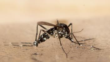 ARCHIV - Der Klimawandel sorgt dafür, dass sich immer mehr Stechmücken aus dem Süden auch in Deutschland wohlfühlen. Foto: Ennio Leanza/KEYSTONE/dpa