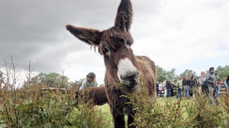 Tierpark Arche Warder Ein ganzer Tag rund um Pferde und Esel SHZ