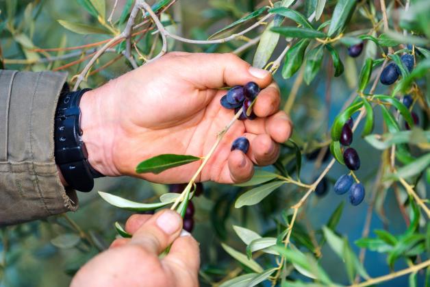 Echte schwarze Oliven sind meist nicht komplett schwarz – im Gegensatz zu nachträglich geschwärzten.