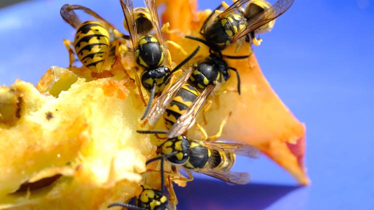Wespenplage - in diesem Sommer scheint die Population der Wespen besonders groß zu sein. Wespen lieben würziges Fleisch,