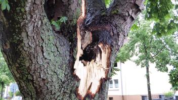 Fäulnis im Stamm hat den Halt des dicken Astes der Ross-Kastanie derart geschwächt, sodass er beim Sturm in Mai diesen Jahren herausgebrochen und auf einen Pkw gefallen ist. Der Baum soll gerettet werden.