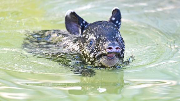 Tapire sind gute Schwimmer. Foto: Bernd Weißbrod/dpa