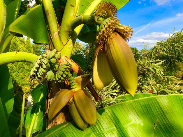Gartentipp: So wachsen groe Bananenpflanzen auch im Emsland