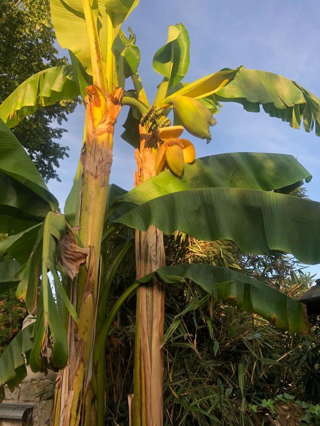 Gartentipp: So wachsen groe Bananenpflanzen auch im Emsland