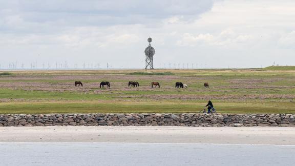 Auf den großen Wiesen an der Nordsee erholen sich kranke Pferde. Foto: Sina Schuldt/dpa
