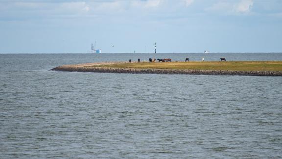 Auf den großen Wiesen an der Nordsee erholen sich kranke Pferde. Foto: Sina Schuldt/dpa