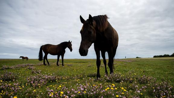 Die frische Luft an der Nordsee tut den Pferden gut. Foto: Sina Schuldt/dpa