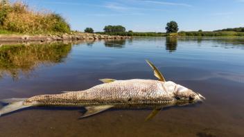 dpatopbilder - Die Oder ist Grenzfluss zwischen Polen und Deutschland. In dem Fluss ist es zu einem massiven Fischsterben gekommen. Foto: Frank Hammerschmidt/dpa