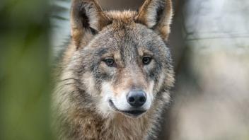 ARCHIV - Ein Wolf. Foto: Bernd Thissen/dpa/Symbolbild