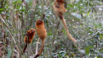 ARCHIV - Vom Aussterben bedrohte Goldene Löwenäffchen halten sich an Bäumen in der Waldregion Silva Jardim. Aus Angst vor Affenpocken haben die Angriffe auf Affen in Brasilien zugenommen. Foto: Silvia Izquierdo/AP/dpa