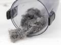Hausstaub Wollmäuse Staubknäule im Sammelbehälter eines Staubsaugers *** House dust Wool mice Du