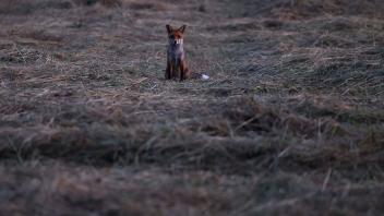 Auf einer gemähten Wiese findet der Fuchs leicht Mäuse. Foto: Oliver Berg/dpa
