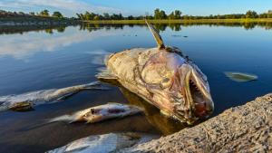 Tote Fische treiben im flachen Wasser der Oder. Foto: Patrick Pleul/dpa