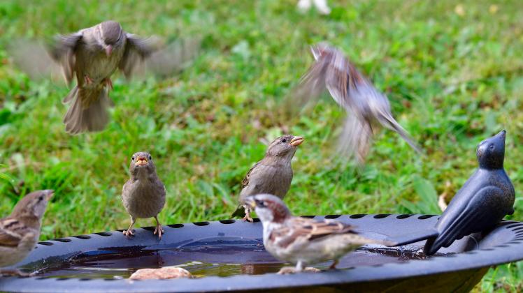 sperling,vogelbad *** sparrow,birdbath fu1-j16