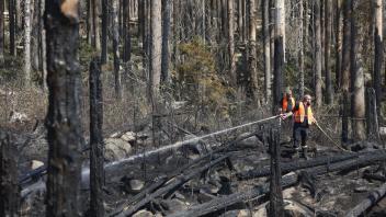 ARCHIV - Verbranntes Holz liegt in den Wäldern des Einsatzgebietes. Foto: Matthias Bein/dpa
