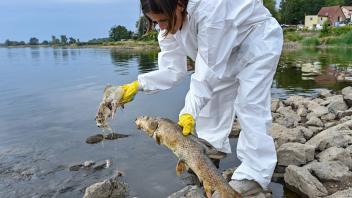 ARCHIV - Eine freiwillige Helferin holt zwei tote und schon stark verweste Fische aus der Oder. Foto: Patrick Pleul/dpa