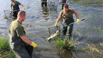 Soldaten und Feuerwehrleute entfernen tote Fische aus der Oder. Foto: Lech Muszynski/PAP/dpa