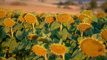 Ein Regenschauer würde diesen Sonnenblumen guttun. Foto: Stefan Puchner/dpa