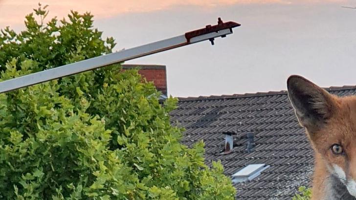 Ein junger Fuchs sitzt auf einem Dach in Charlottenburg.

In Berlin saß am Wochenende ein Fuchs auf dem Dach. Foto: ---/Polizei Berlin/dpa