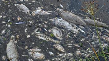 ARCHIV - Viele tote Fische treiben im Wasser des deutsch-polnischen Grenzflusses Oder. Foto: Patrick Pleul/dpa/Archivbild