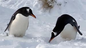 ARCHIV - Im Schnee wirken sie fast noch possierlicher als ohnehin schon: Pinguine in der Yorke Bay. Foto: Benedikt von Imhoff/dpa-tmn