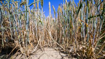 Trockenheit macht Landwirtschaft zu schaffen