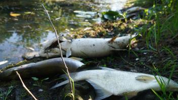 Fischsterben in Nordhorn: Verendete Fische am Ufer eines Teiches.