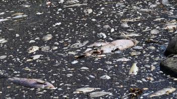 Tote Fische in der Oder. Foto: Marcin Bielecki/PAP/dpa