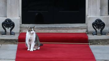 November 23, 2021, London, England, United Kingdom: Larry The Cat of 10 Downing Street sits on the red carpet as the of