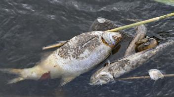 ARCHIV - Tote Fische liegen auf Steinen im flachen Wasser des deutsch-polnischen Grenzflusses Oder. Foto: Patrick Pleul/dpa/Archivbild