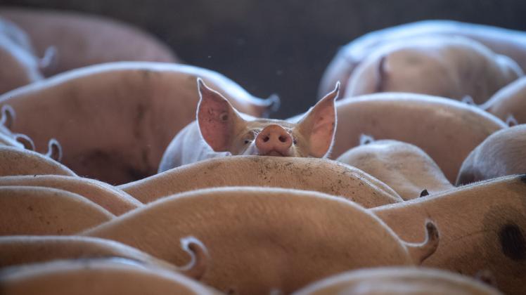 ARCHIV - Schweine stehen in einem Stall in Niedersachsen. Foto: Sina Schuldt/dpa/Symbolbild