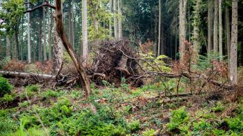 Mehrere entwurzelte Bäume liegen in einem Waldstück nahe des Ortskerns. Foto: Hauke-Christian Dittrich/dpa/Archivbild
