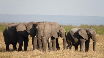 PRODUKTION - Elefanten stehen im Ruaha-Nationalpark. Foto: Kristin Palitza/dpa