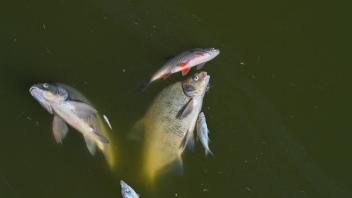 ARCHIV - Tote Fische treiben im Wasser des deutsch-polnischen Grenzflusses Oder. Foto: Patrick Pleul/dpa