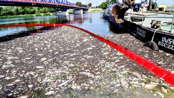 Ecological disaster on the Oder river in Poland Photo: East News Emergency workers remove dead fish from the Oder river