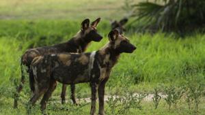 ARCHIV - Mehr als 500 vom Aussterben bedrohte Afrikanische Wildhunde leben im Ruaha-Nationalpark in Tansania. Foto: Asilia Afrika/dpa - ACHTUNG: Nur zur redaktionellen Verwendung im Zusammenhang mit der aktuellen Berichterstattung und nur mit vollständiger Nennung des vorstehenden Credits